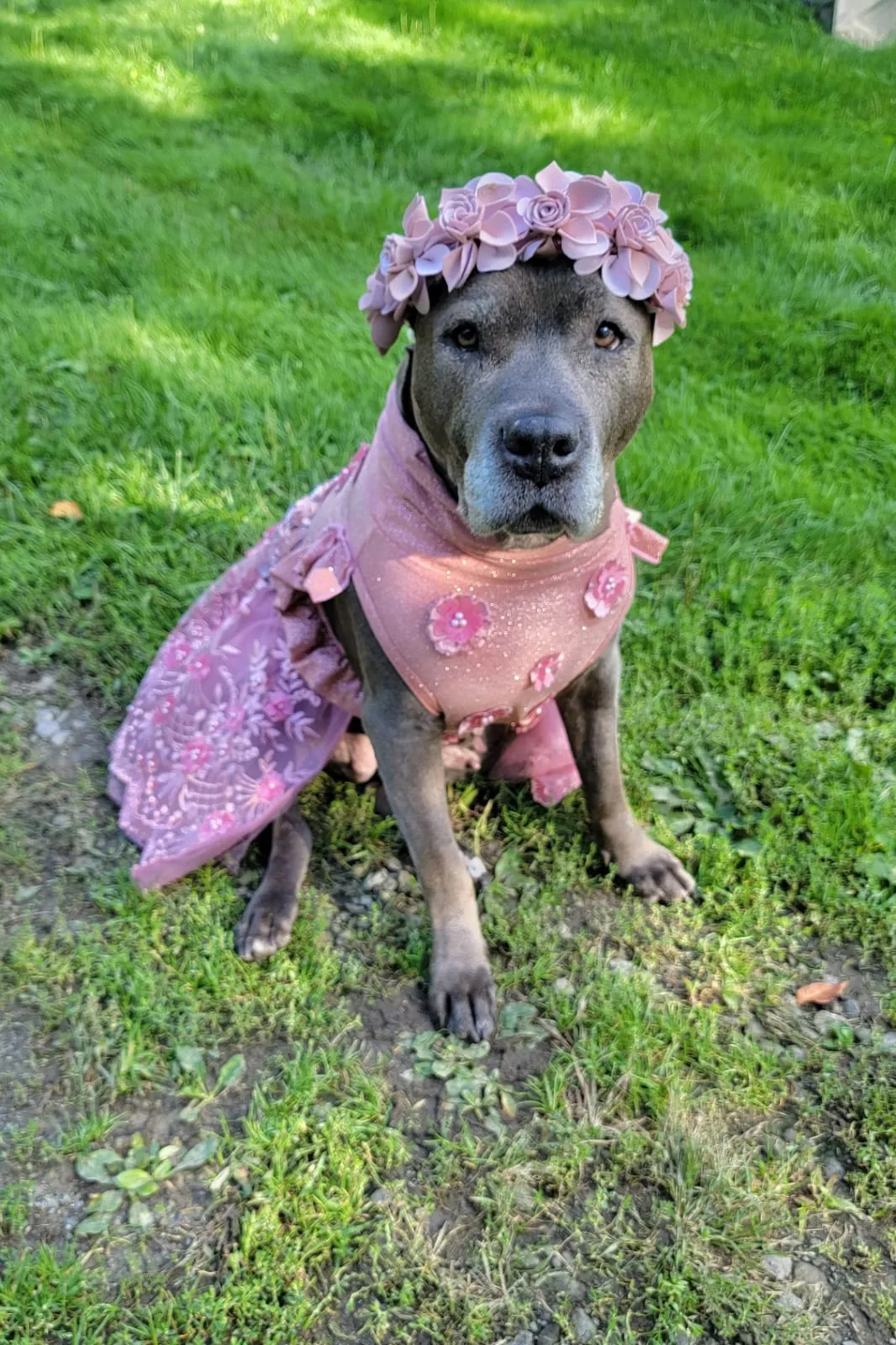 Elegant & delicate Dog Tutu Dress